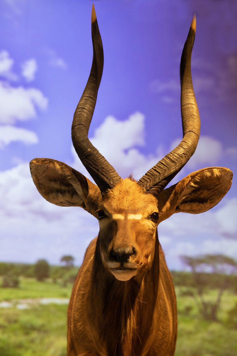 Nyala Nyala